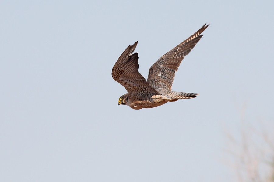 Peregrine Falcon (North American) - ML447928321