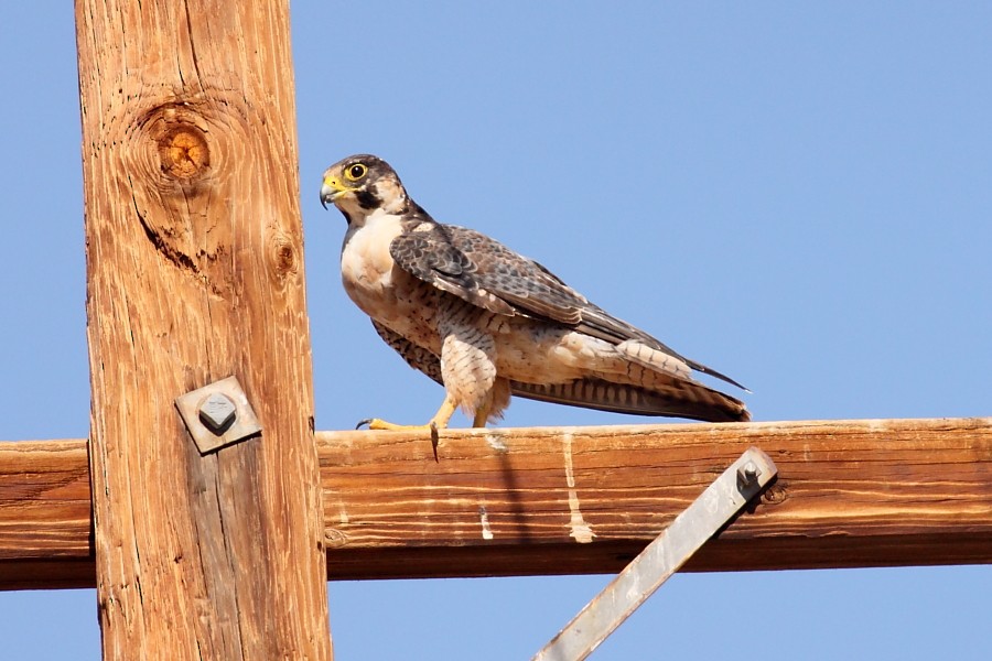 Peregrine Falcon (North American) - ML447928331