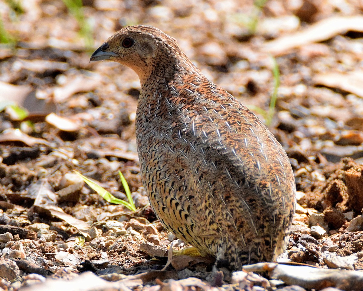 Brown Quail - ML44792841