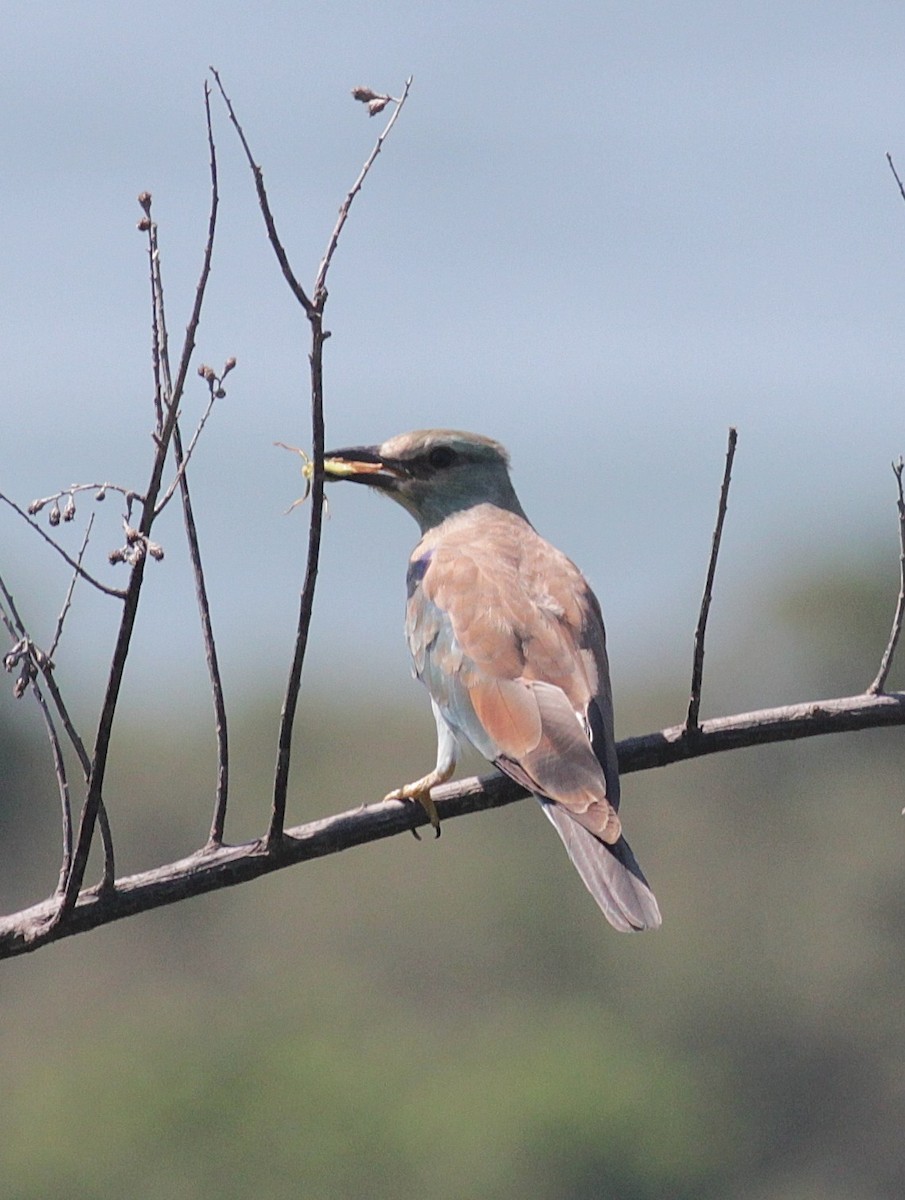 European Roller - Alex Lamoreaux