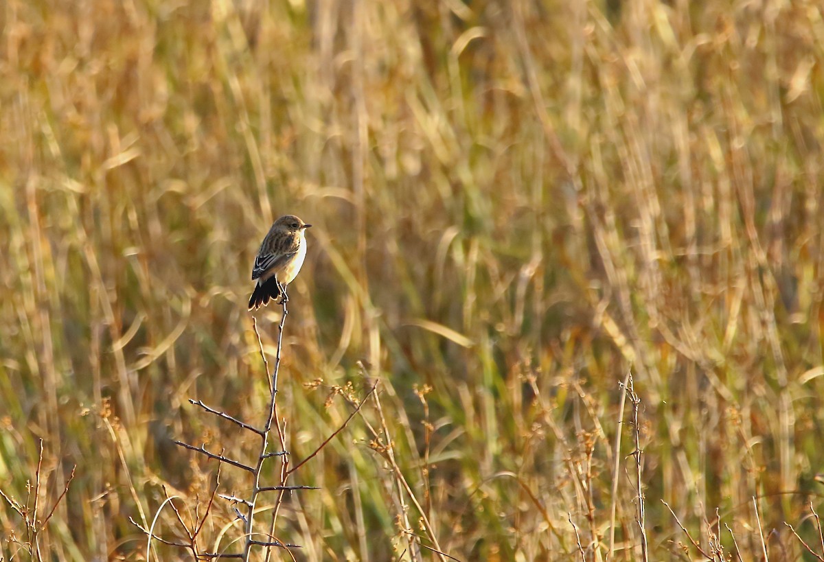 Siberian Stonechat (Siberian) - ML447931121