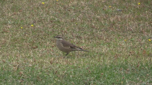 Buff-winged Cinclodes - ML447932501