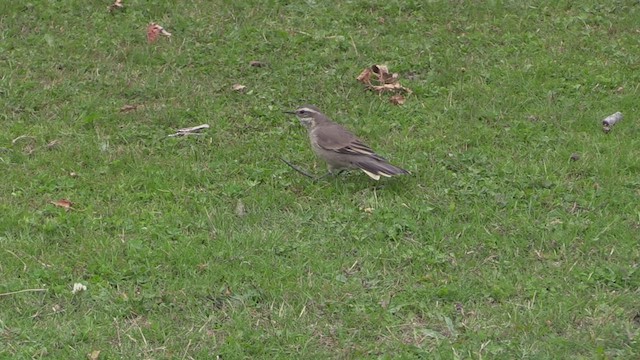 Buff-winged Cinclodes - ML447935141