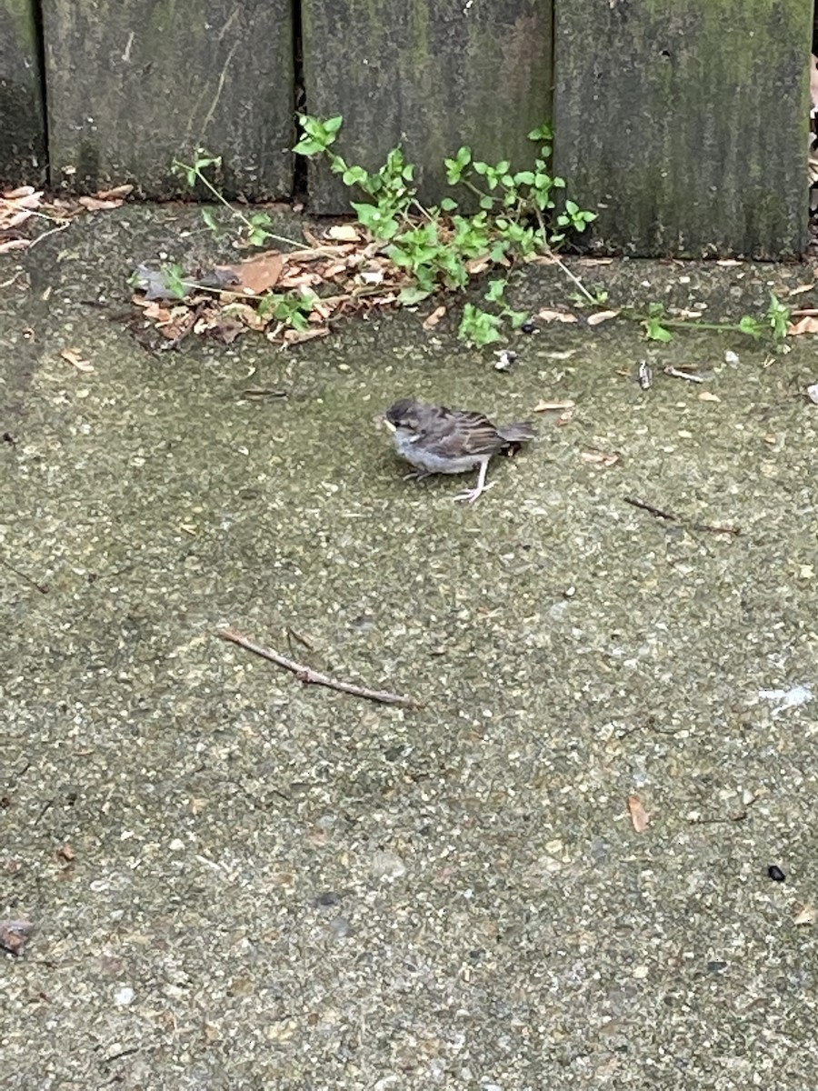 House Sparrow - ML447936461