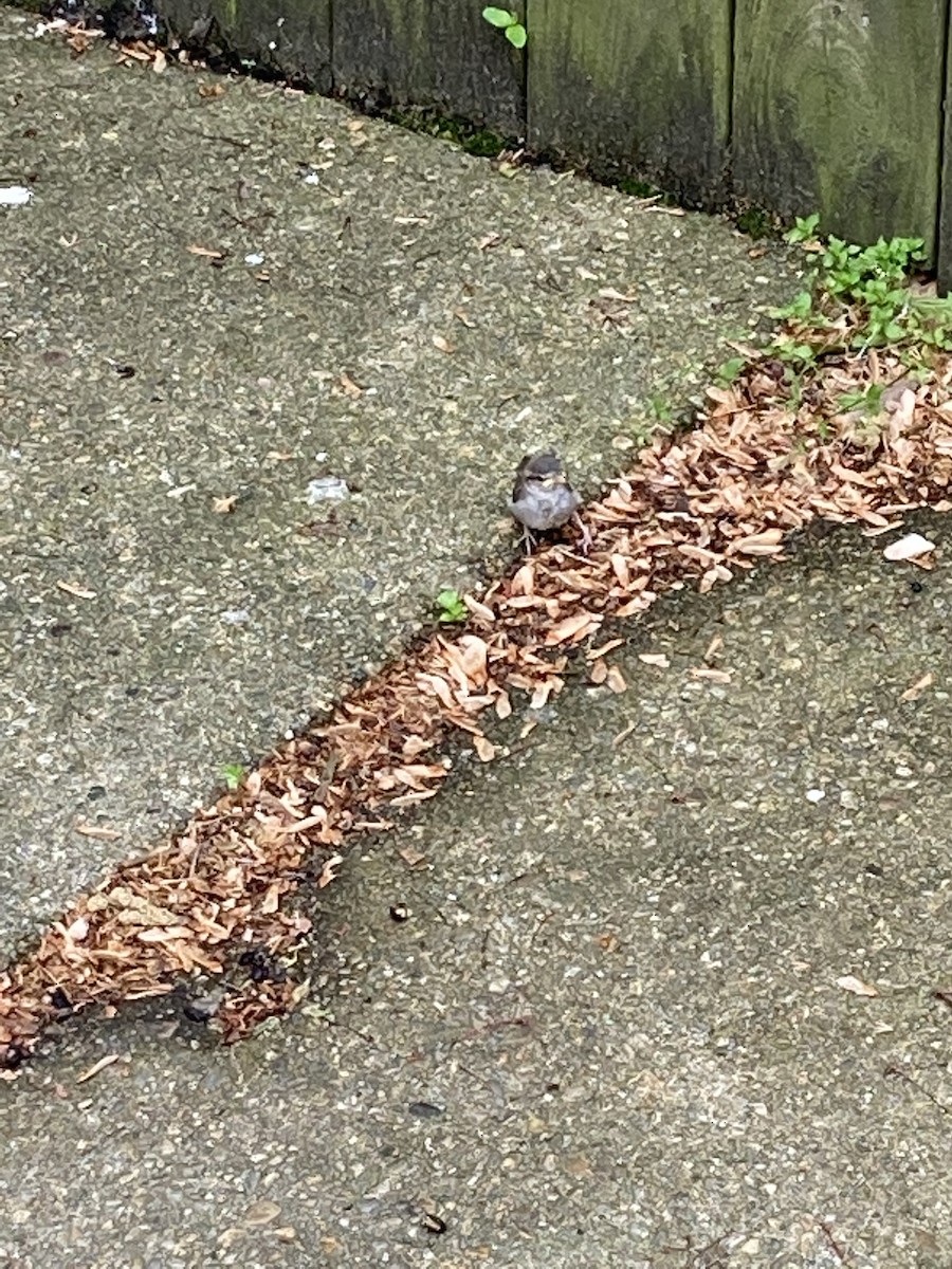 House Sparrow - ML447936471