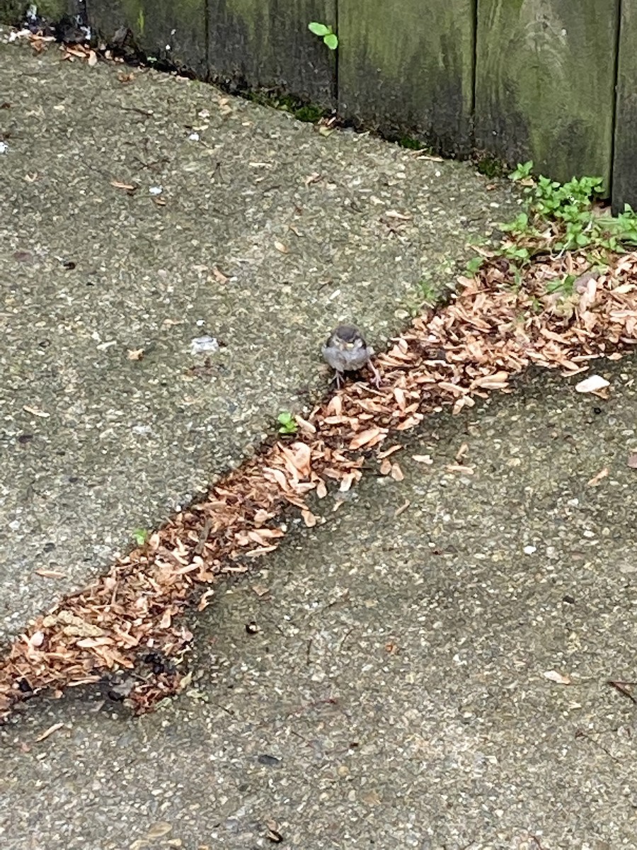 House Sparrow - ML447936491