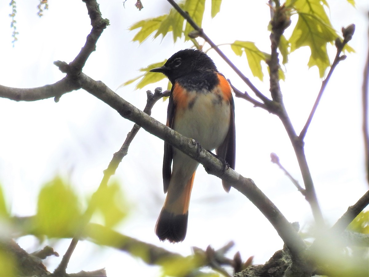 American Redstart - ML447936911