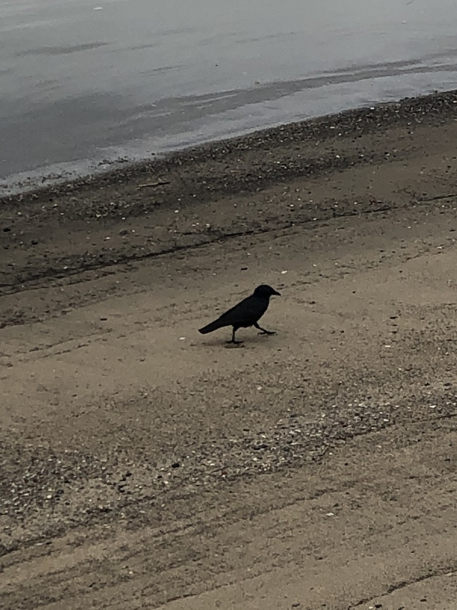 Fish Crow - ML447936961