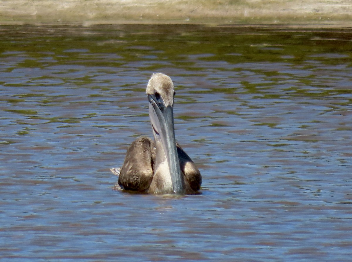 Brown Pelican - ML447937581