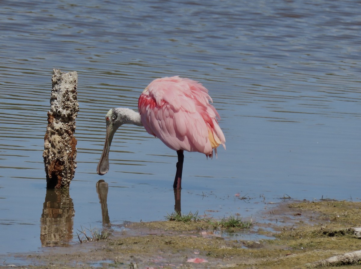 Roseate Spoonbill - ML447937911