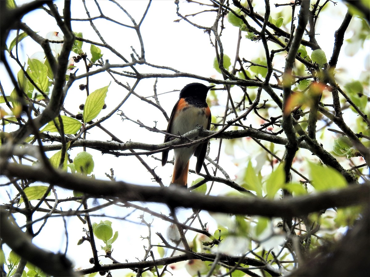 American Redstart - ML447938121