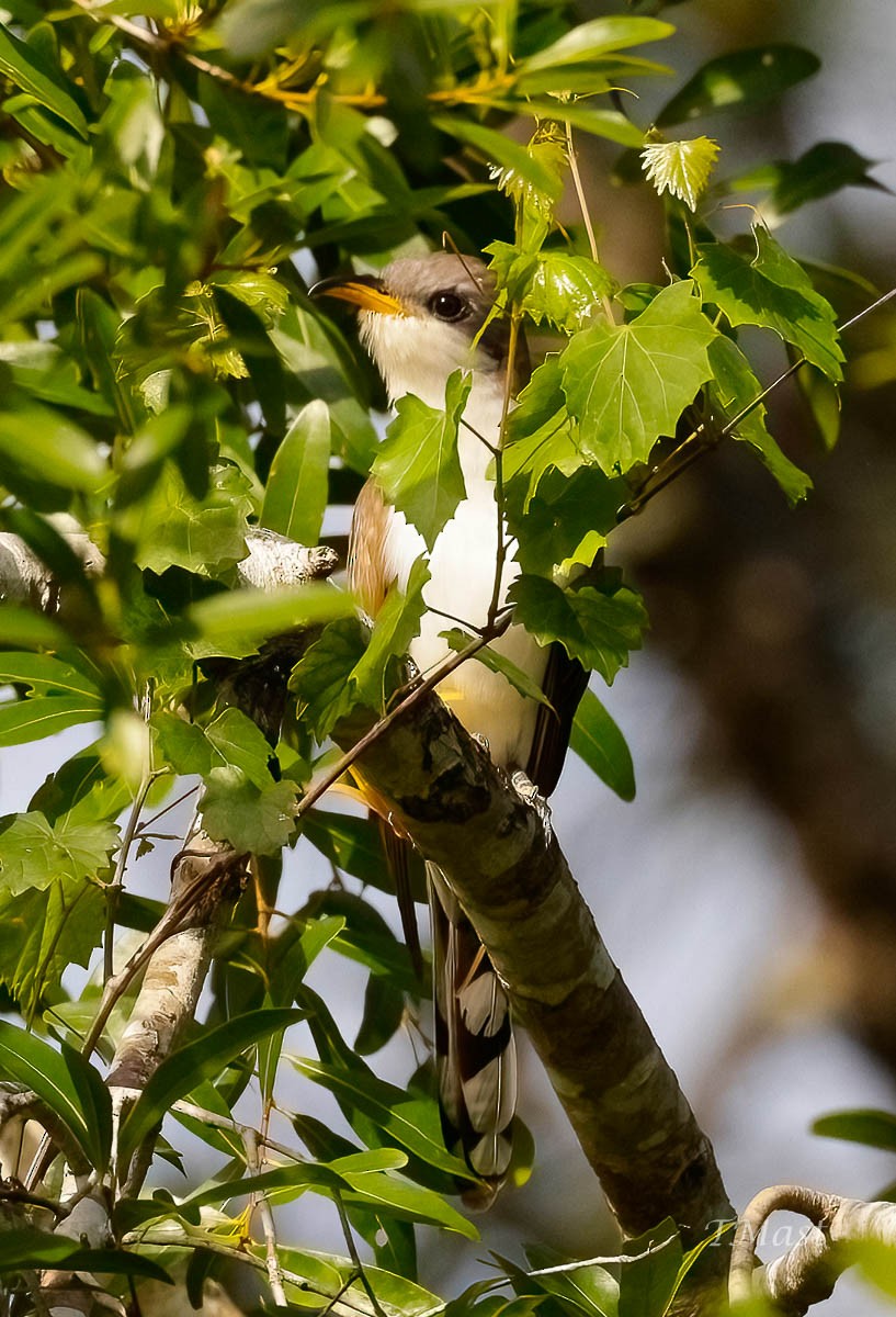 Yellow-billed Cuckoo - ML447938401