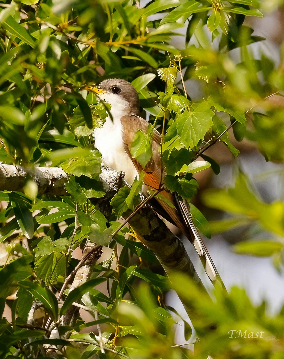 Yellow-billed Cuckoo - ML447938411