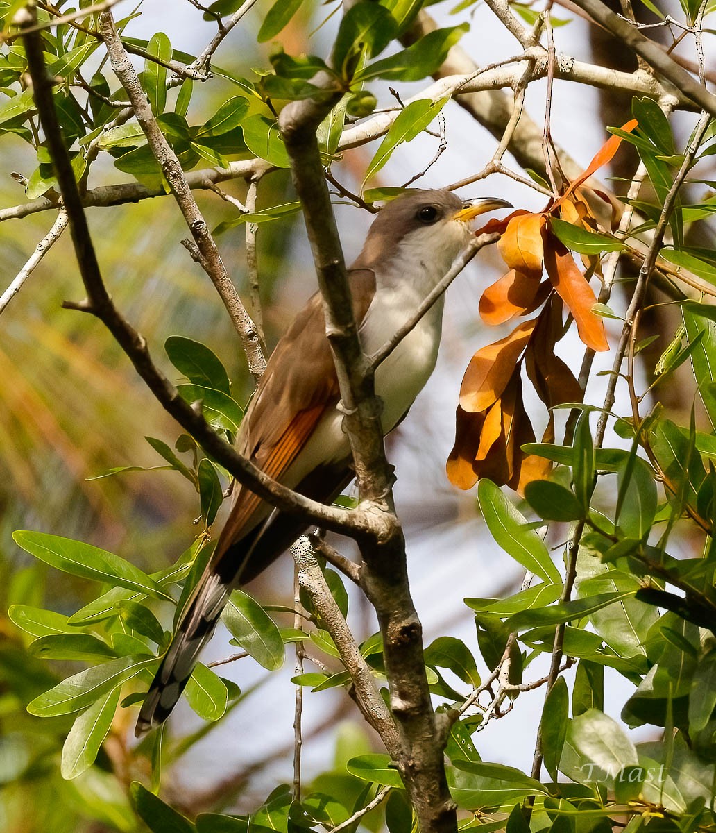 Yellow-billed Cuckoo - ML447938421