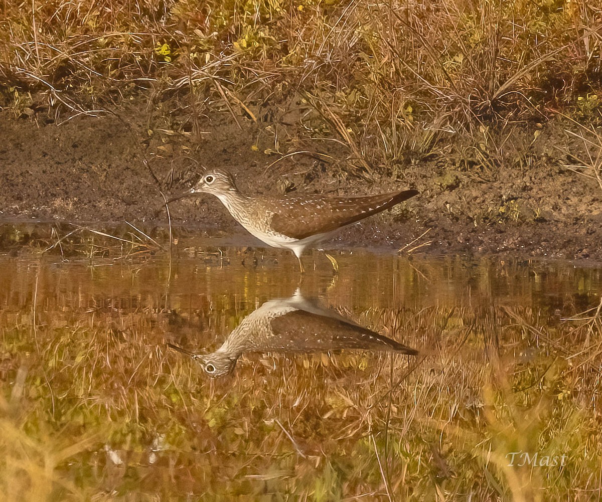 Коловодник малий - ML447939131