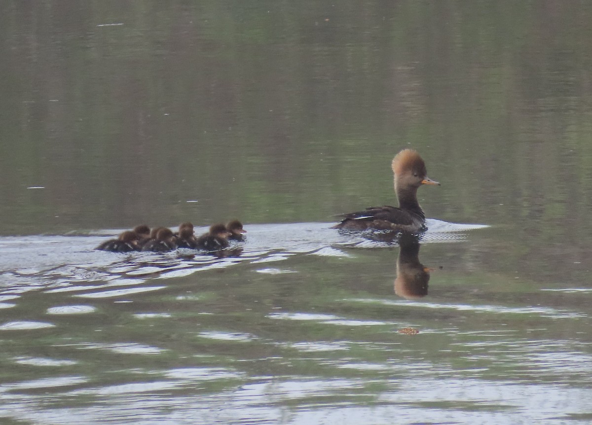 Hooded Merganser - ML447939331