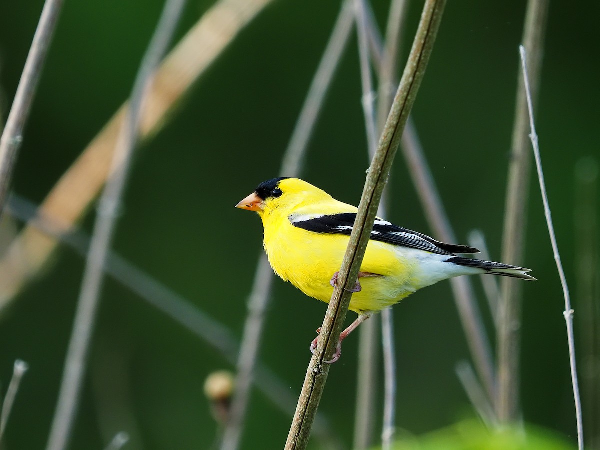 American Goldfinch - ML447941311