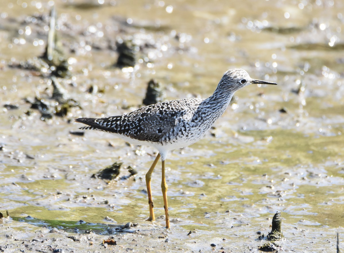 Lesser Yellowlegs - ML447942561