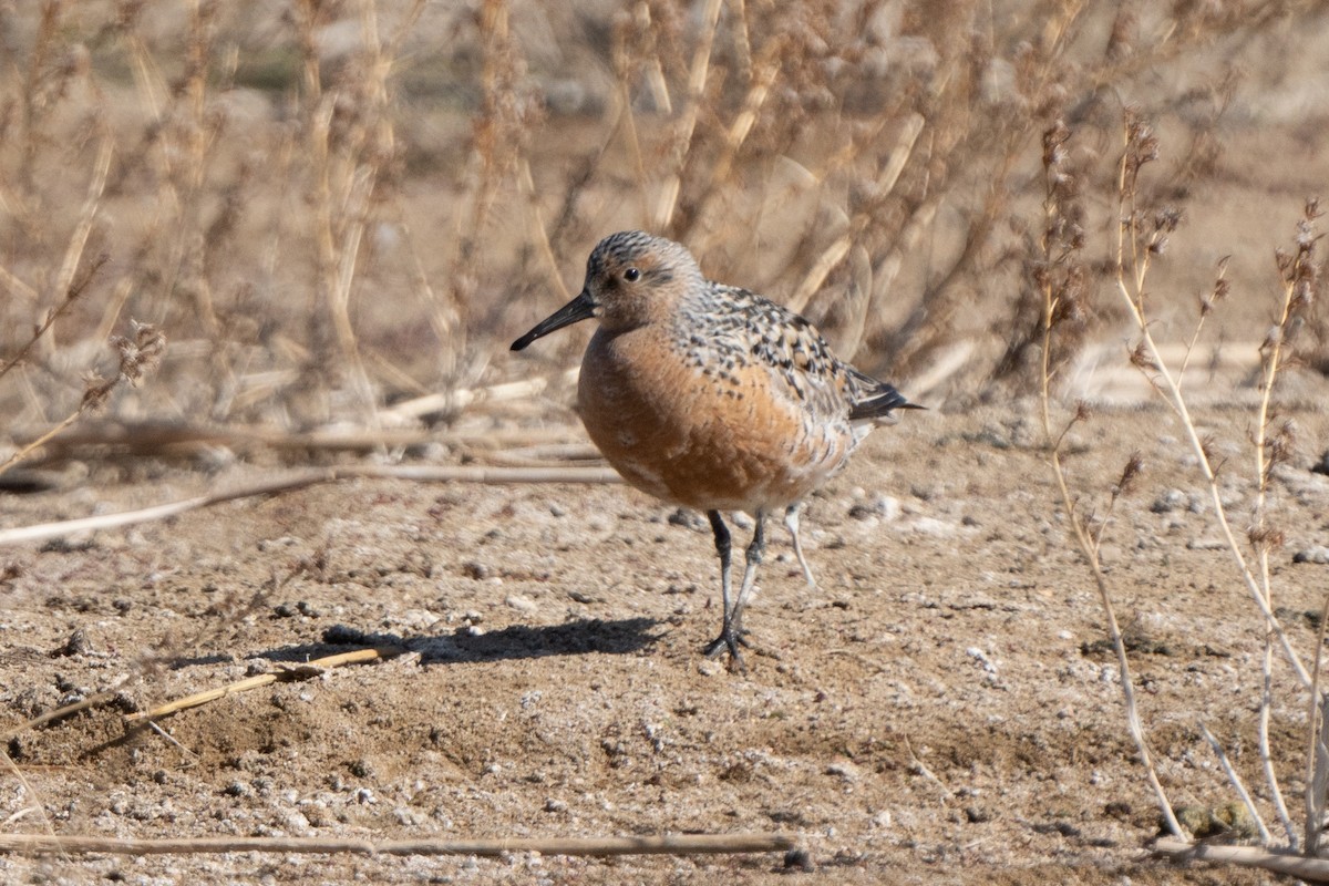 Red Knot - ML447947611