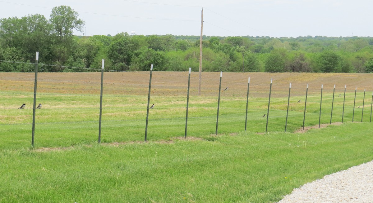 Eastern Kingbird - ML447949231