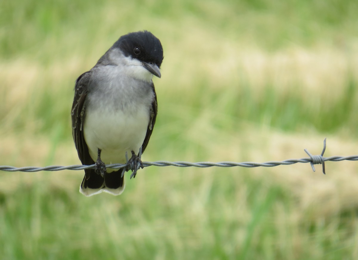 Eastern Kingbird - Tim Pinkston