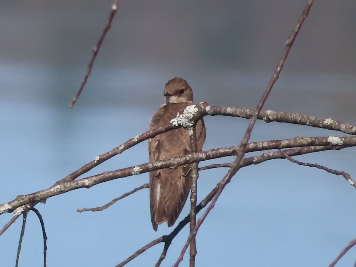 Northern Rough-winged Swallow - ML447949541