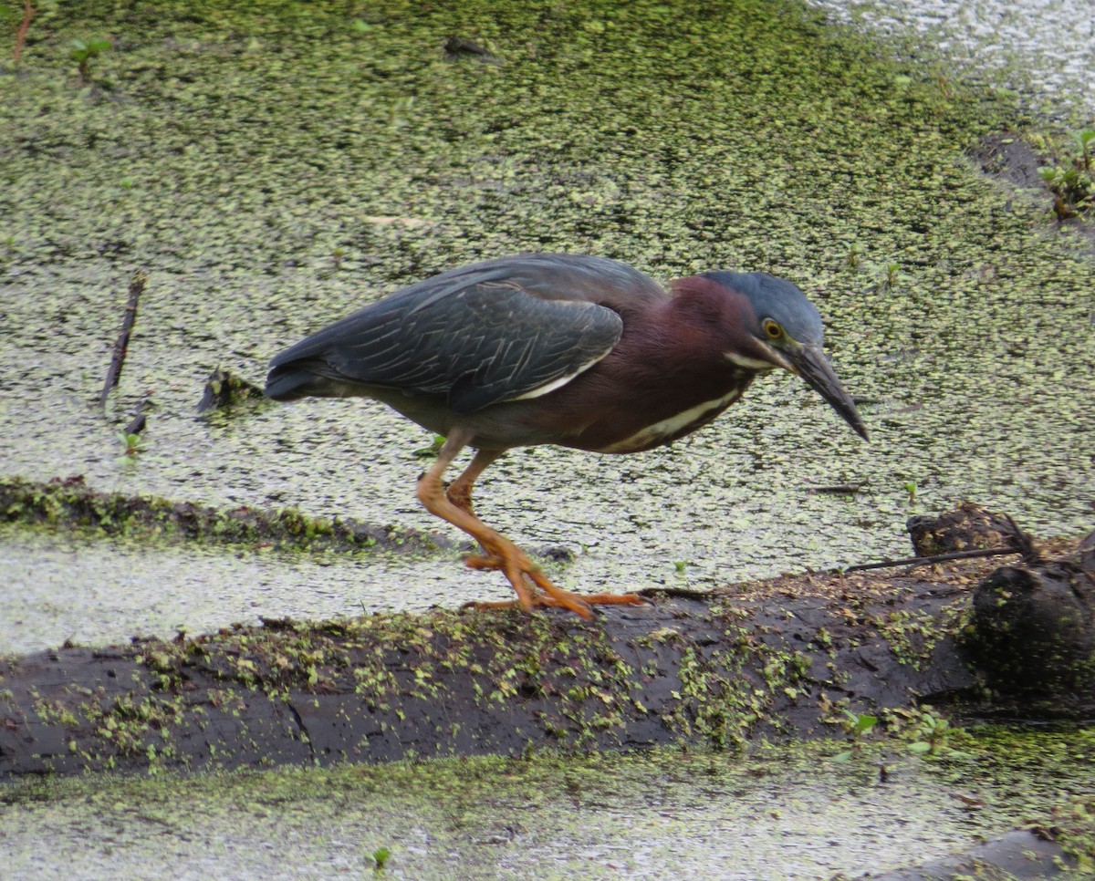 Green Heron - carolyn mcallaster