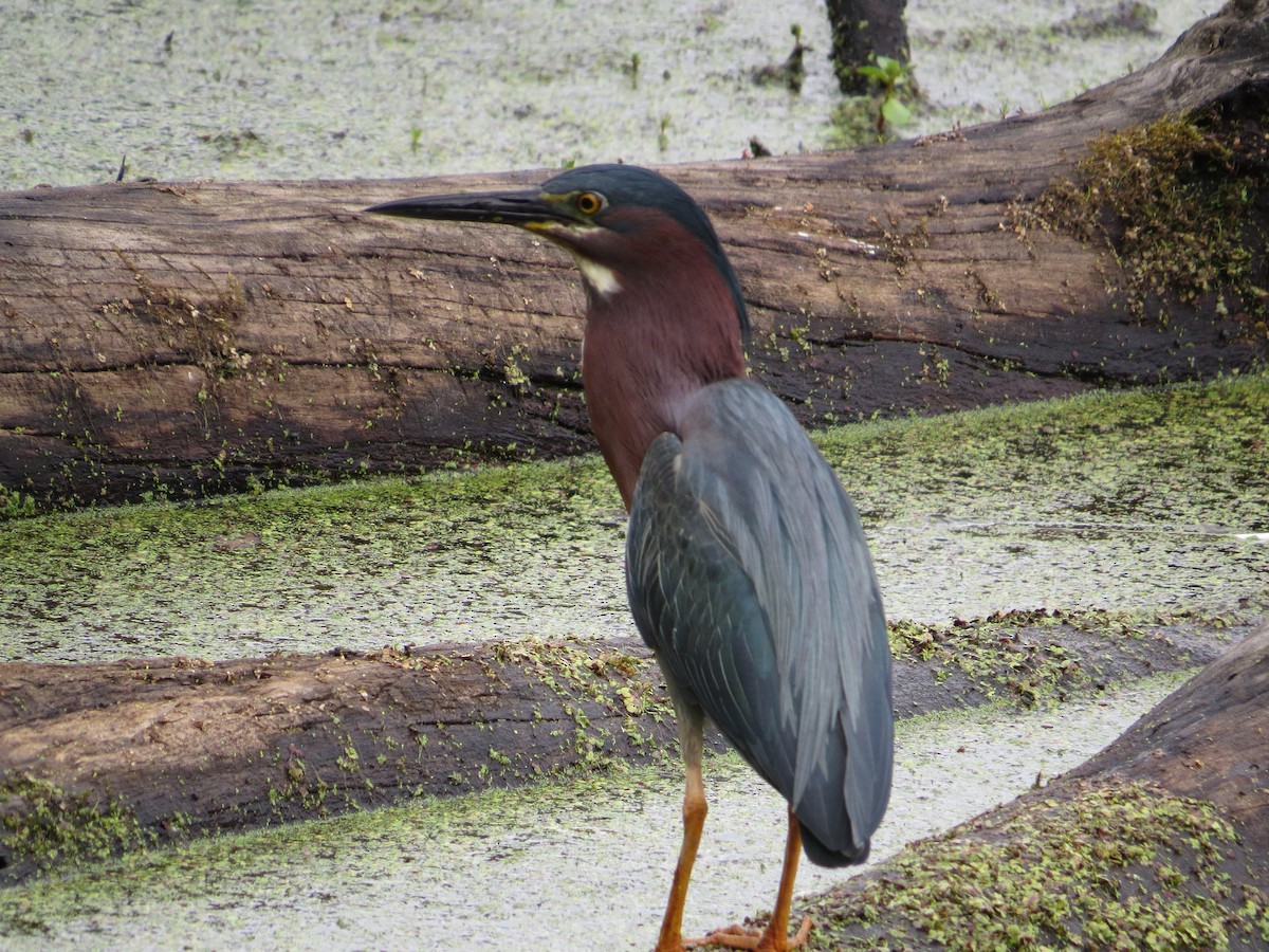 Green Heron - carolyn mcallaster