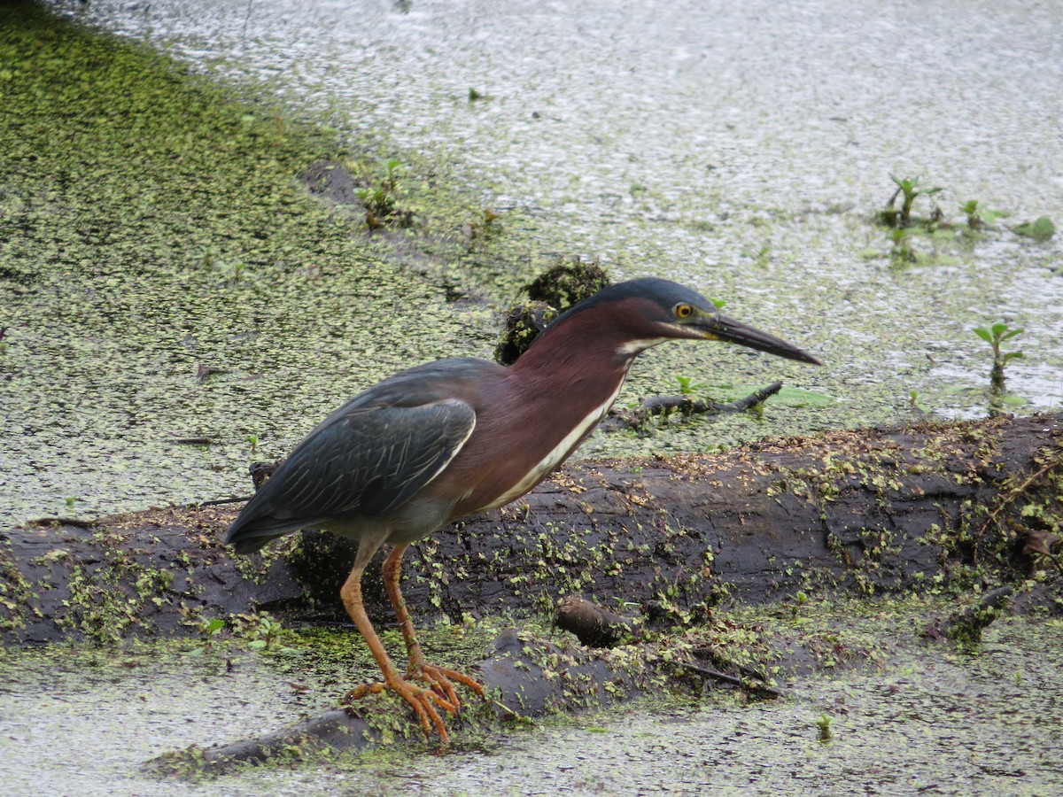 Green Heron - carolyn mcallaster