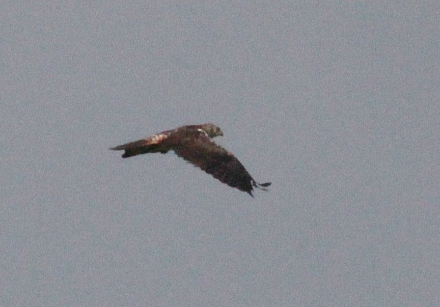 African Marsh Harrier - ML447950281