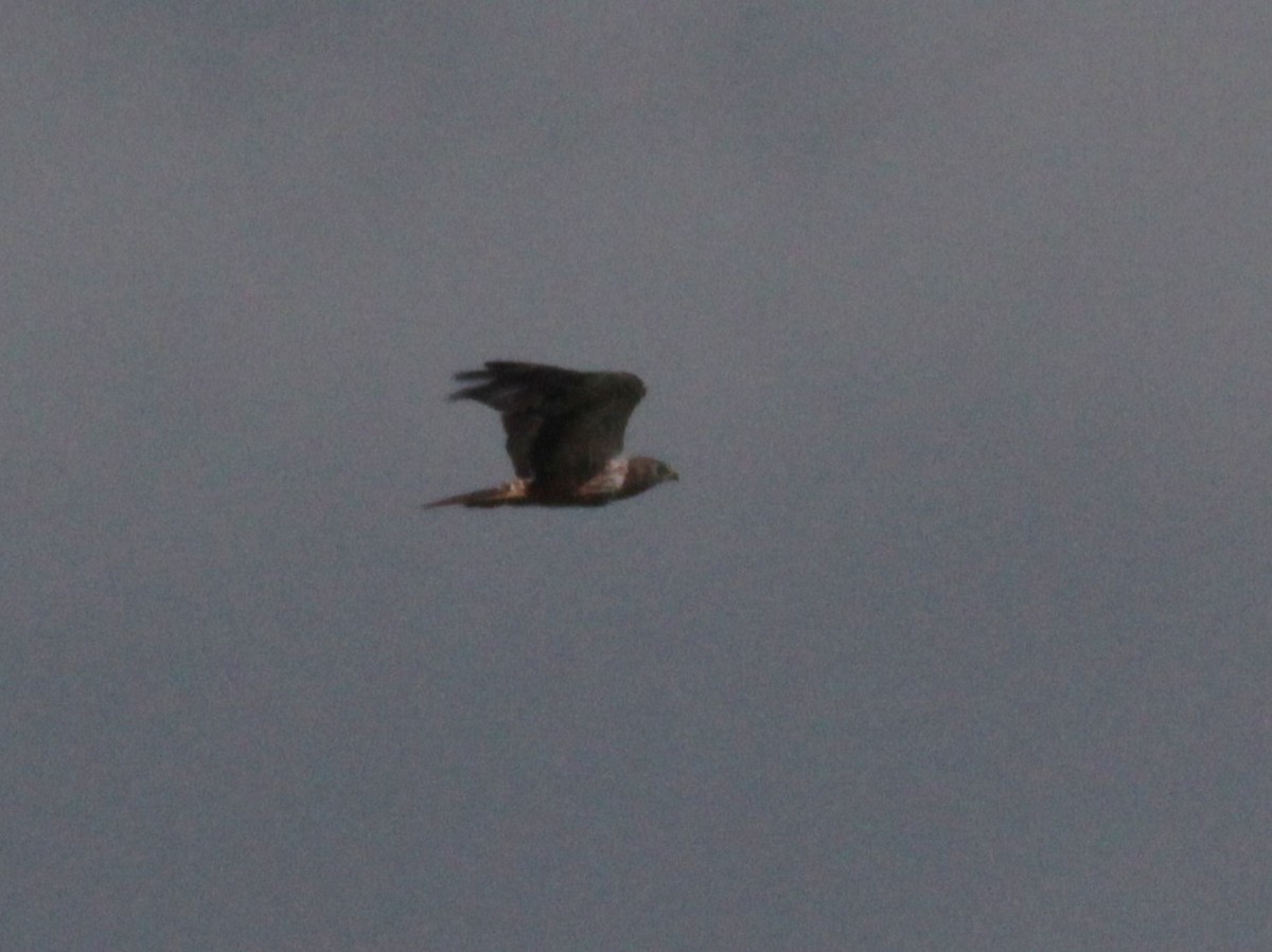 African Marsh Harrier - ML447950291