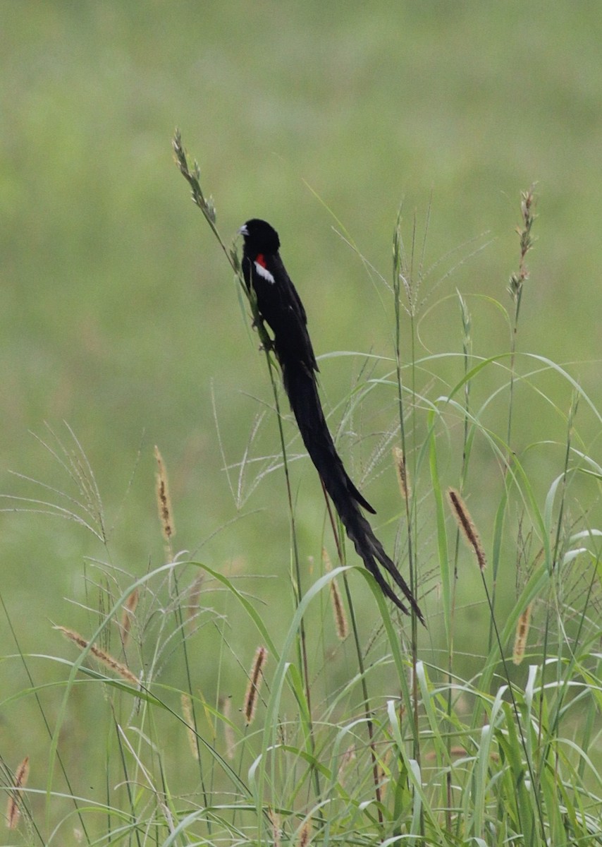 Long-tailed Widowbird - ML447950451
