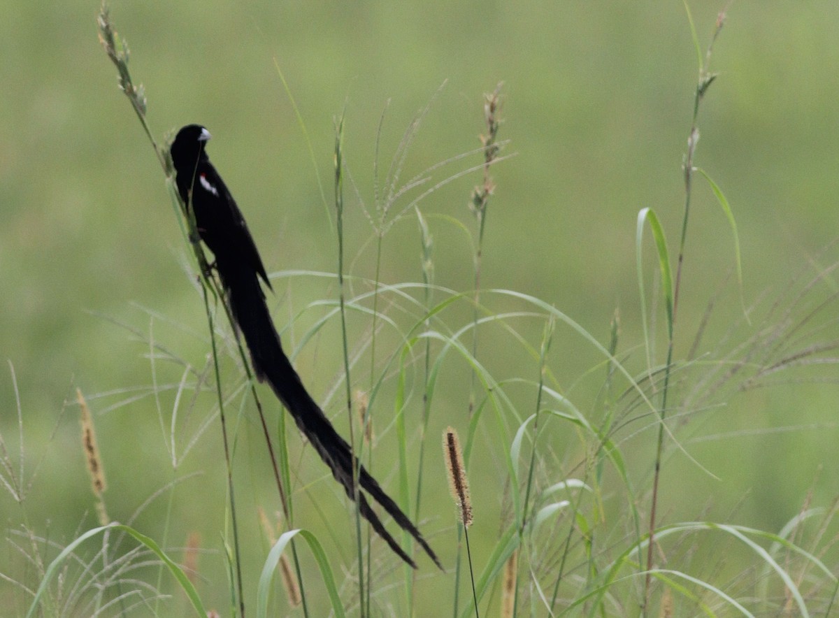 Long-tailed Widowbird - Alex Lamoreaux