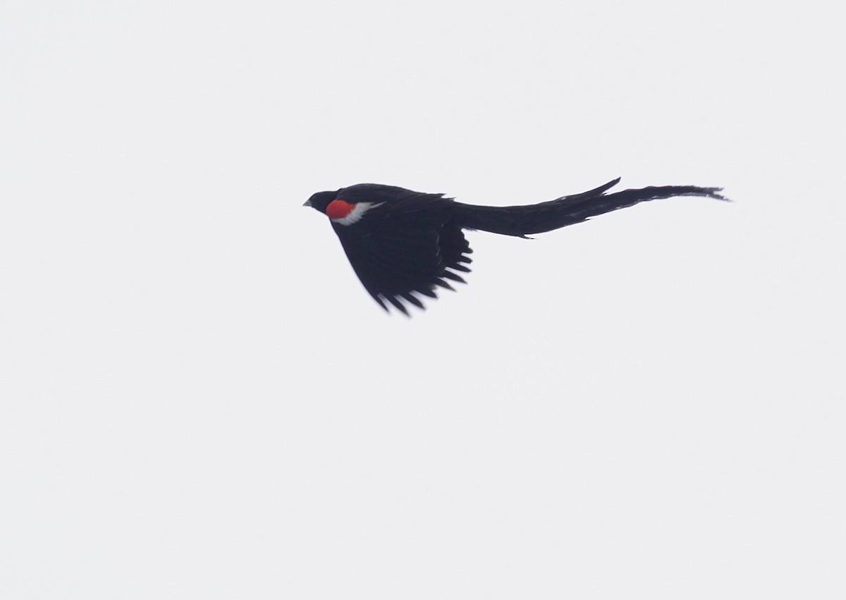 Long-tailed Widowbird - ML447950501