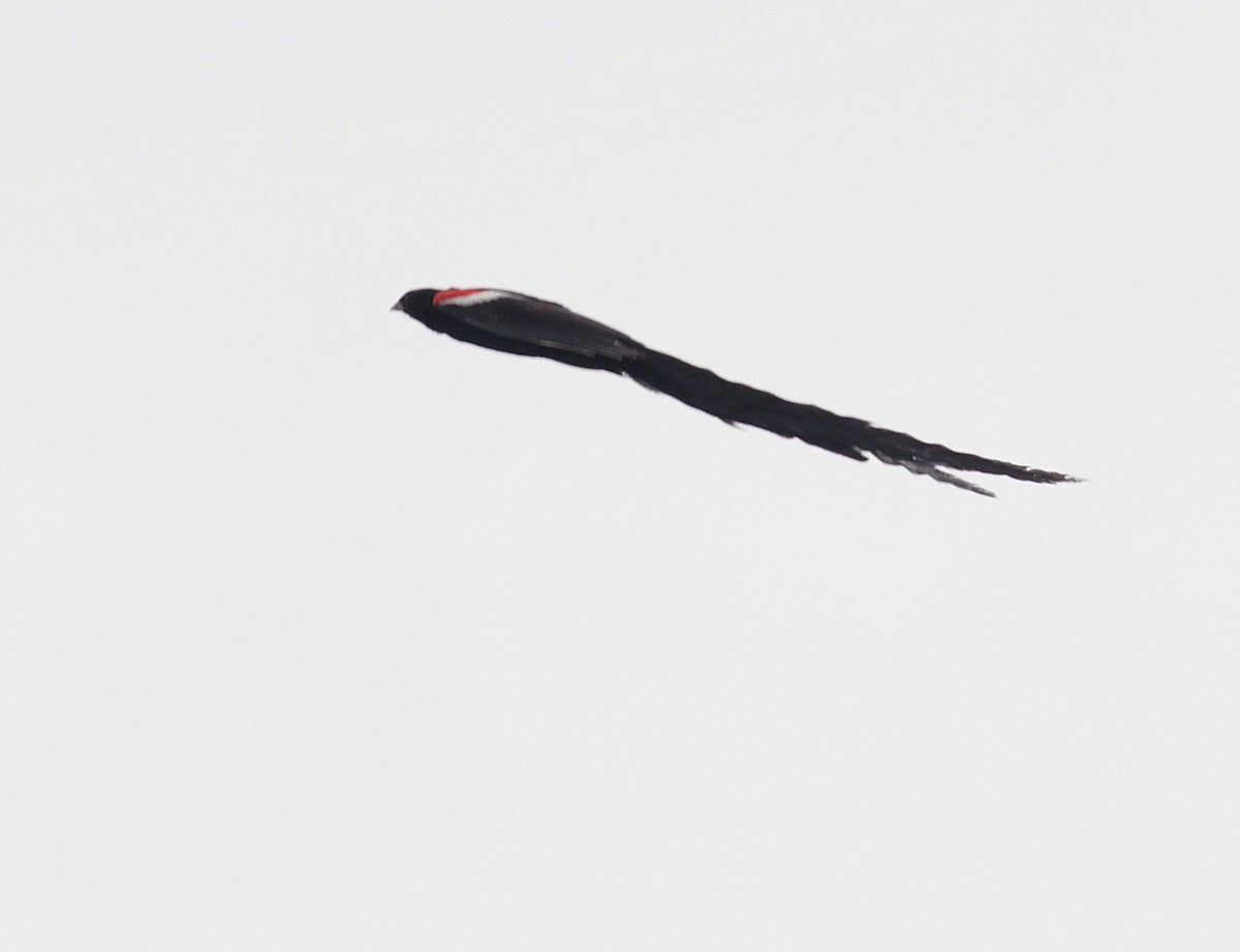 Long-tailed Widowbird - ML447950511