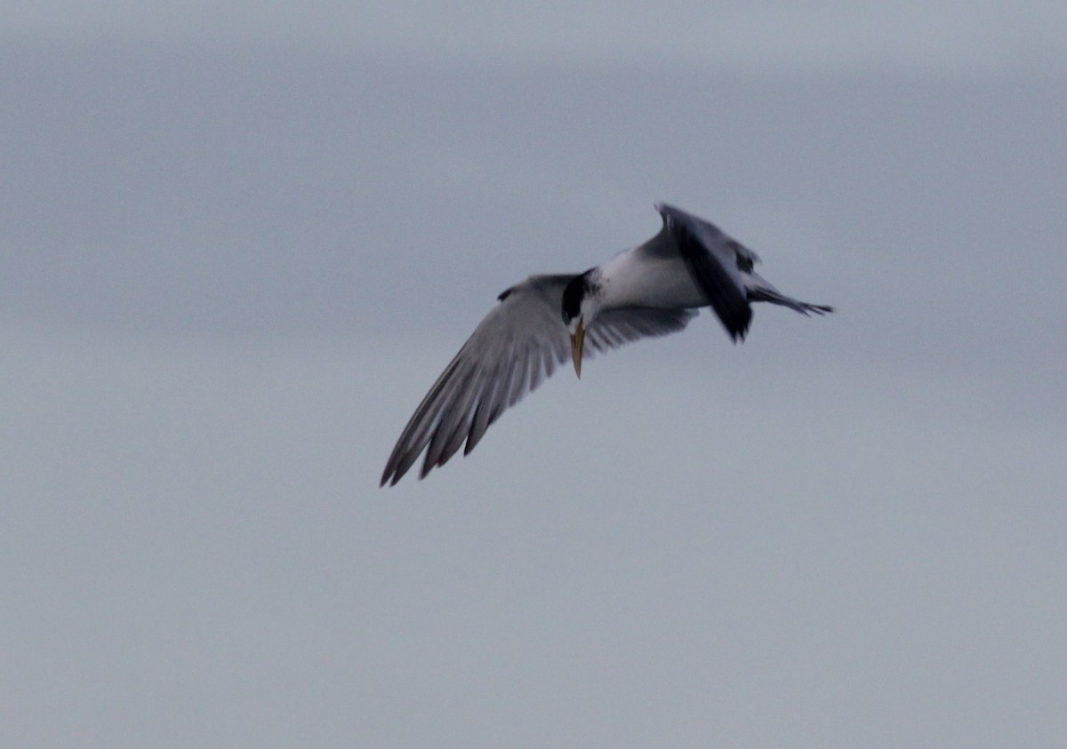 Lesser Crested Tern - ML447950541