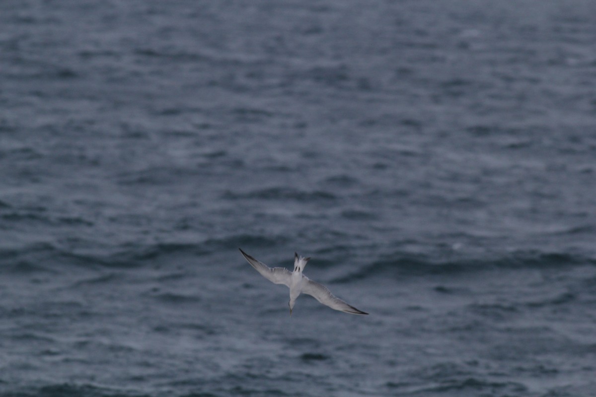 Lesser Crested Tern - ML447950571