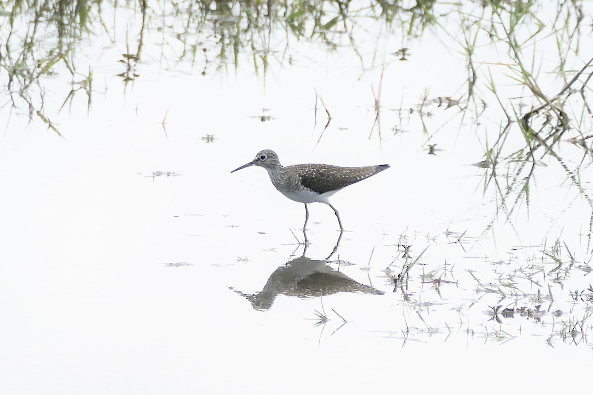 Einsiedelwasserläufer - ML447951081