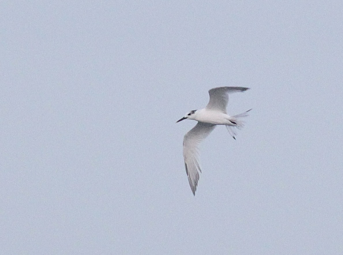 Sandwich Tern (Eurasian) - ML447951811