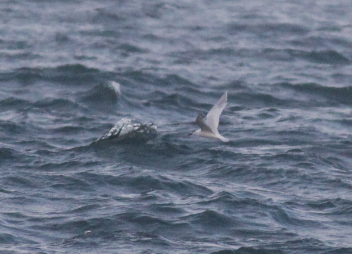 Sandwich Tern (Eurasian) - ML447951821