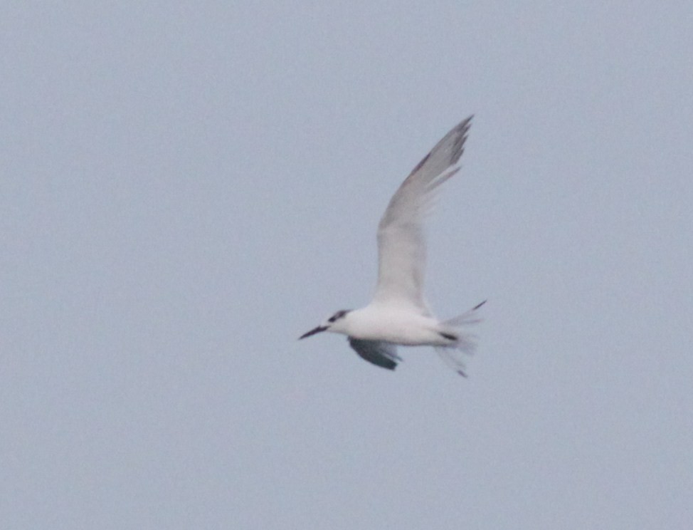 Sandwich Tern (Eurasian) - ML447951841