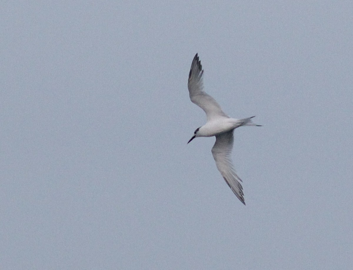 Sandwich Tern (Eurasian) - ML447951851