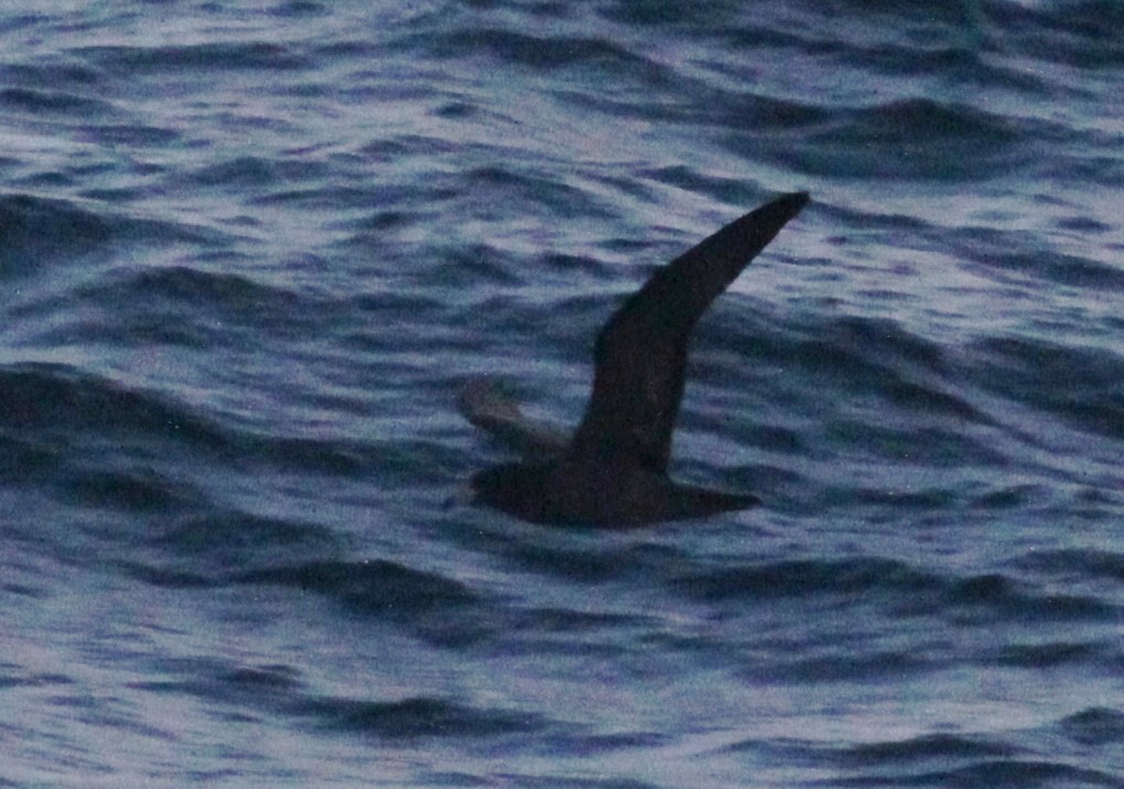 Flesh-footed Shearwater - ML447951941