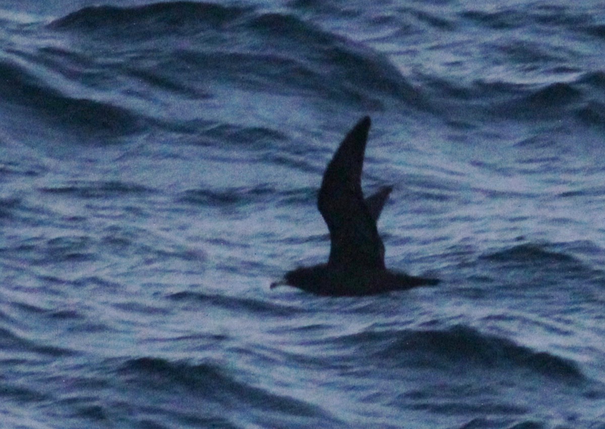 Flesh-footed Shearwater - ML447952031