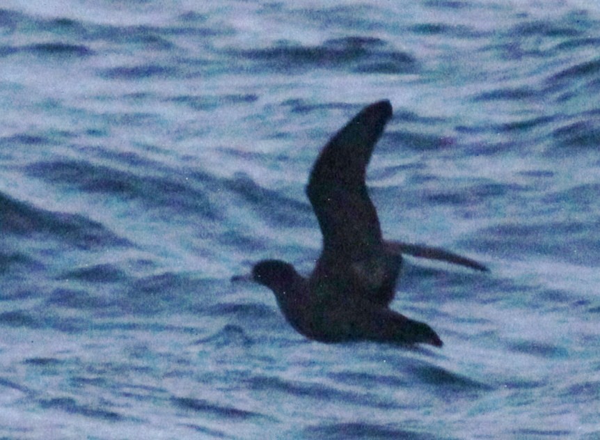 Flesh-footed Shearwater - ML447952051