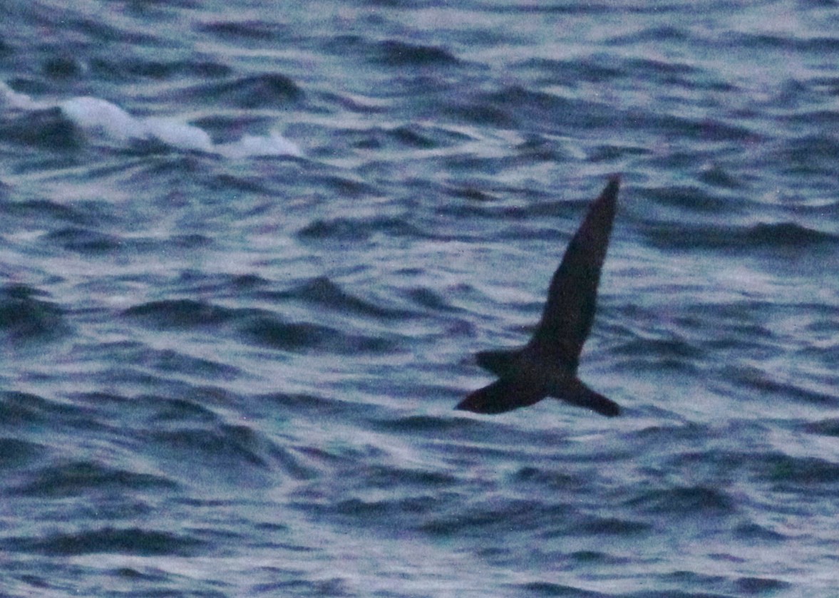 Flesh-footed Shearwater - ML447952061