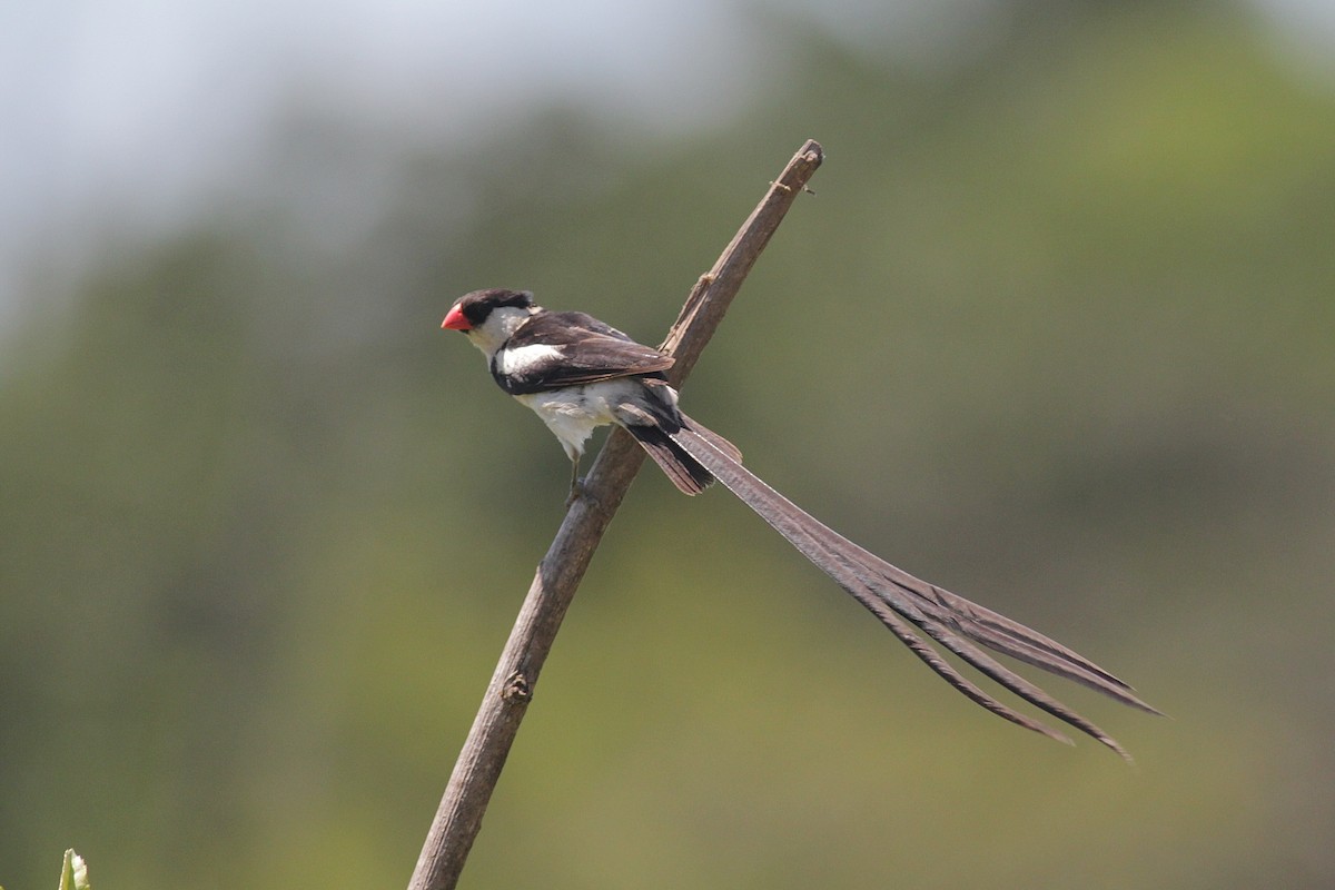 Pin-tailed Whydah - ML447952611