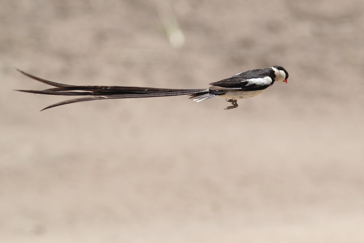 Pin-tailed Whydah - ML447952671