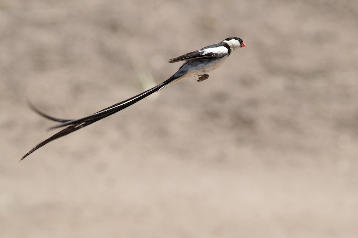 Pin-tailed Whydah - ML447952701