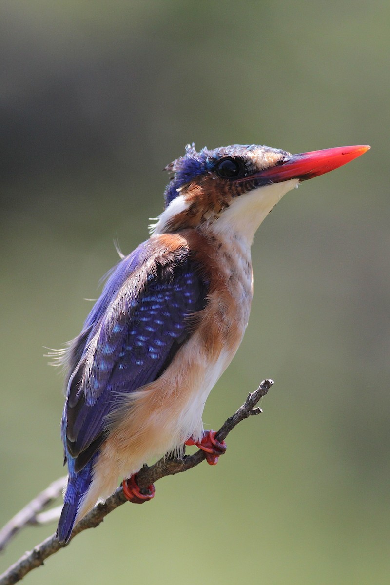 Malachite Kingfisher - ML447952741